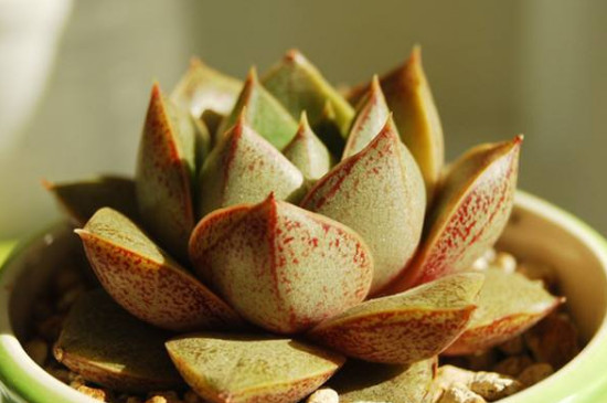 大和锦如何出侧芽