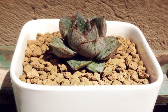 大和锦如何出侧芽