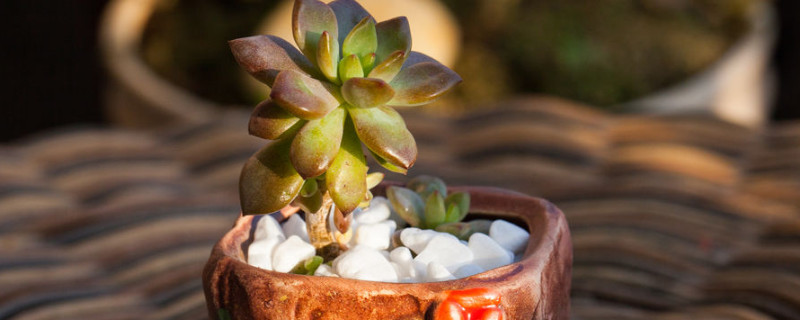 多肉长白毛如何治疗