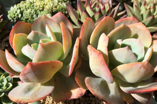 多肉长白毛如何治疗