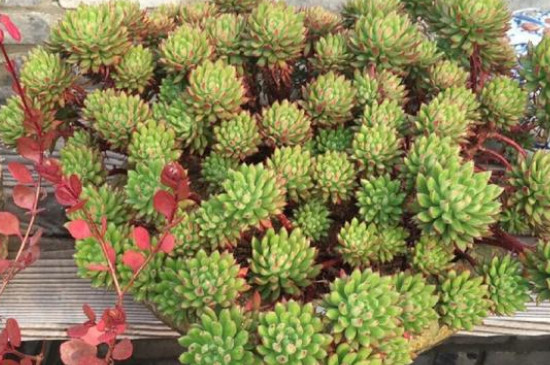 多肉长白毛如何治疗