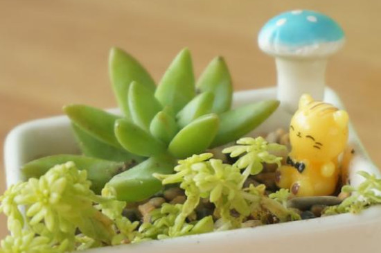 多肉长白毛如何治疗