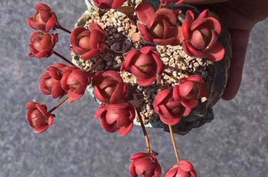 橄榄球玫瑰多肉如何养