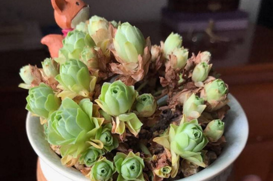 橄榄球玫瑰多肉如何养