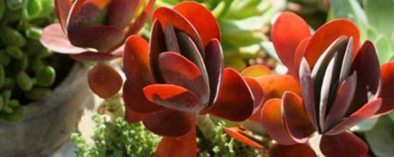 唐印如何养成红色