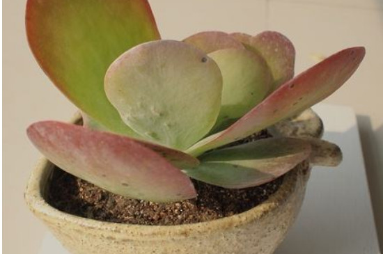 唐印如何养成红色