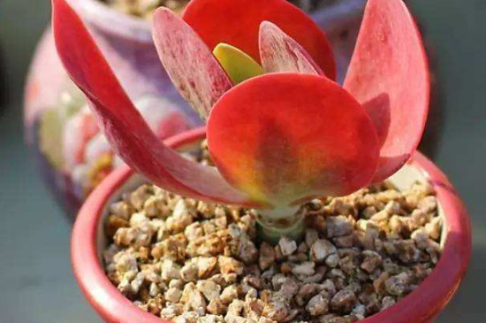 唐印如何养成红色