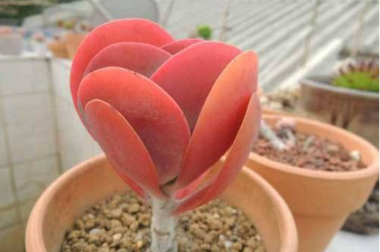 唐印如何养成红色