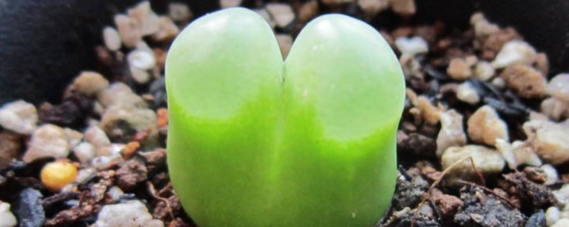 毛汉尼如何服盆