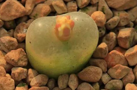 毛汉尼如何服盆