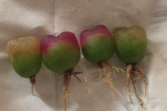 毛汉尼如何服盆