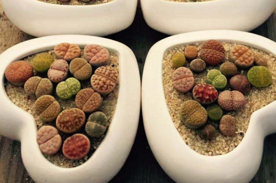 毛汉尼如何服盆