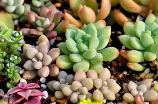 多肉浸盆多长时间