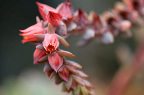 多肉浸盆多长时间