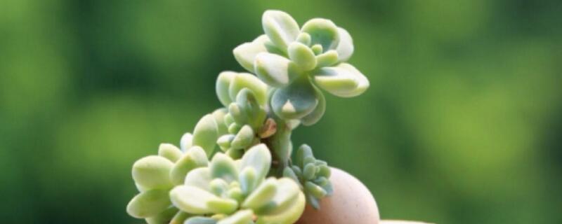 劳尔多肉如何养