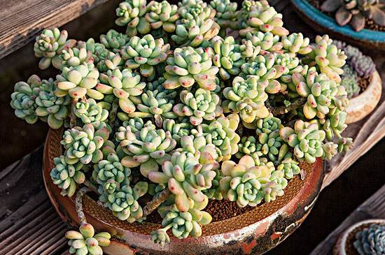 劳尔多肉如何养