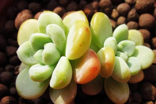 劳尔多肉如何养