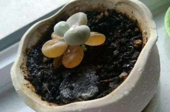 桃蛋叶片化水如何办