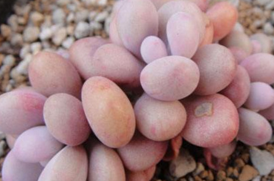 桃蛋叶片化水如何办