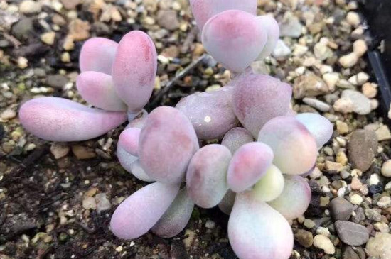 桃蛋叶片化水如何办