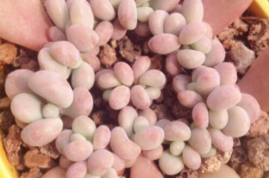 桃蛋叶片化水如何办