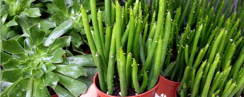 膨珊瑚如何修剪