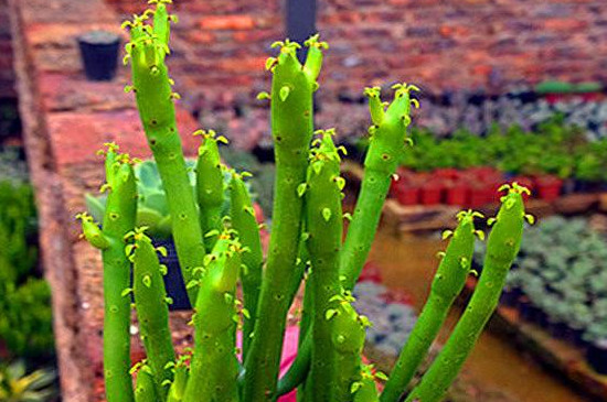 膨珊瑚如何修剪