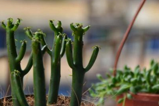 膨珊瑚如何修剪