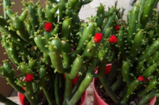 膨珊瑚如何修剪