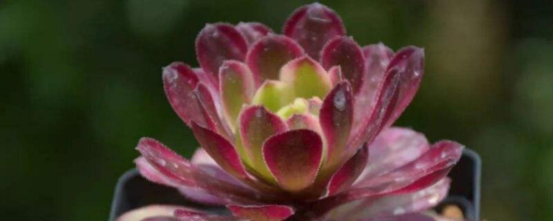 红覆轮锦为何贵