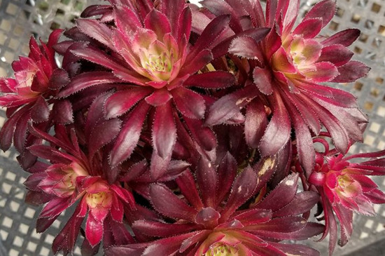 红覆轮锦为何贵