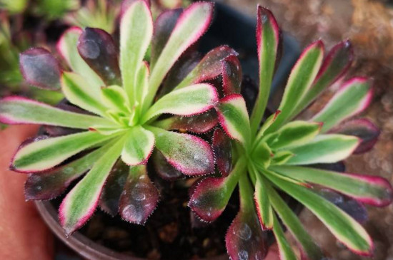 红覆轮锦为何贵