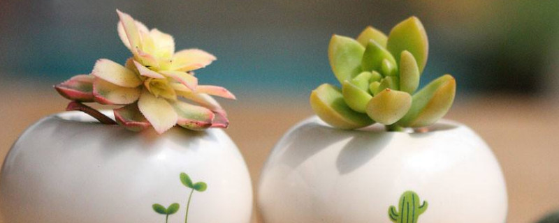 多肉蒂亚长徒了如何办