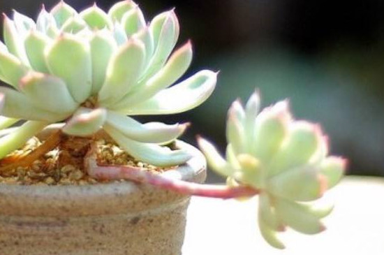 多肉蒂亚长徒了如何办