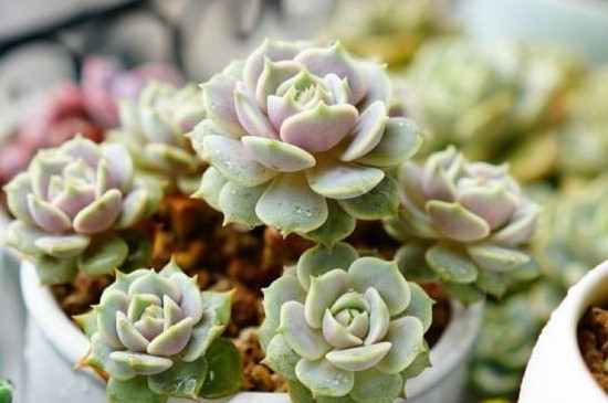 多肉蒂亚长徒了如何办