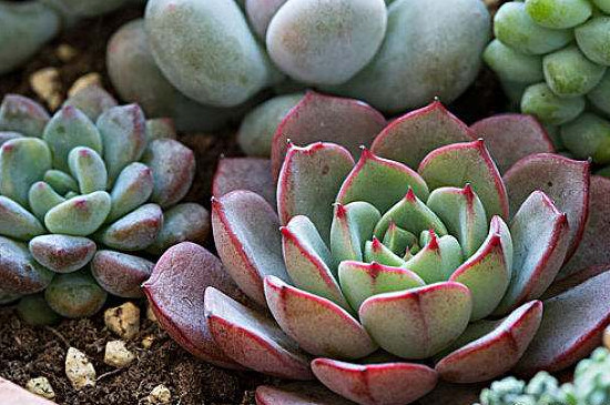 多肉蒂亚长徒了如何办