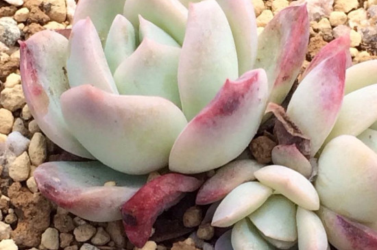 多肉的叶子掉了