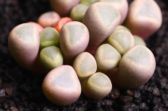 多肉的叶子掉了