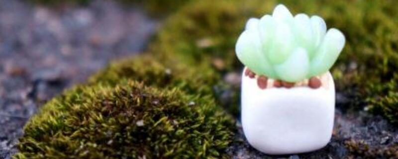 叶插多肉如何浇水