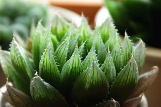 叶插多肉如何浇水