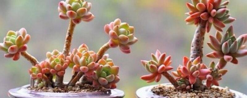 多肉为何会变色