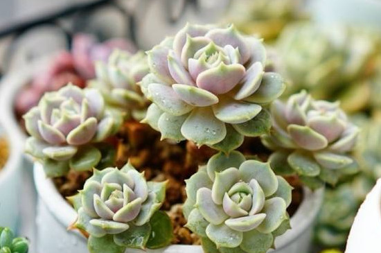 多肉为何会变色