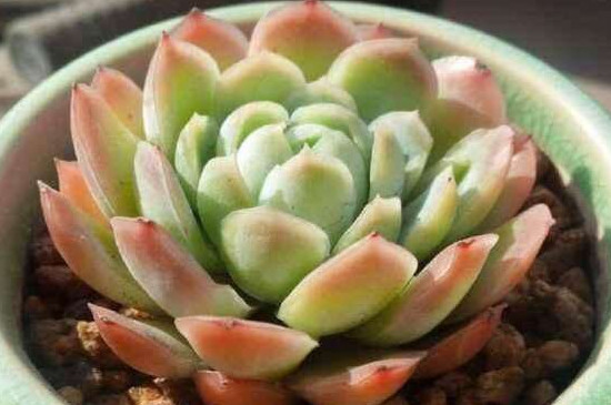 多肉为何会变色