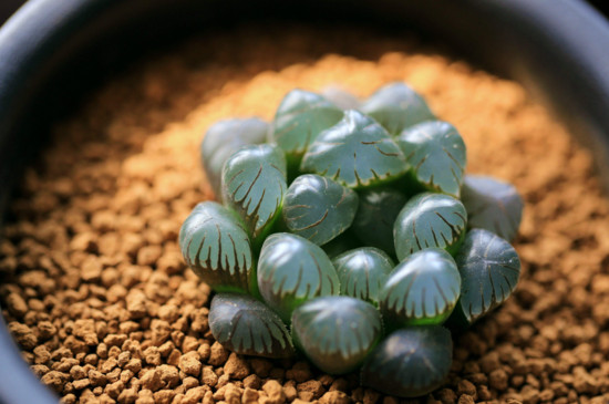 如何修复徒长的玉露