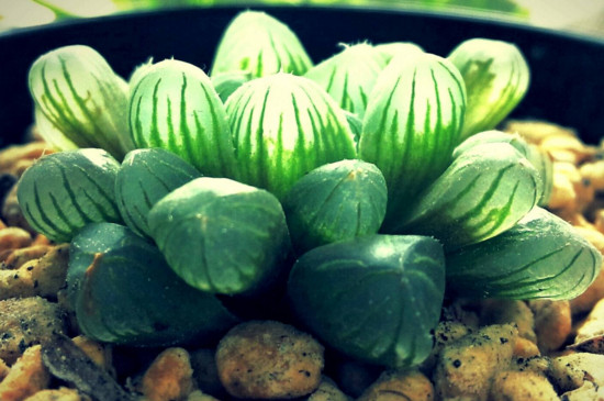 如何修复徒长的玉露