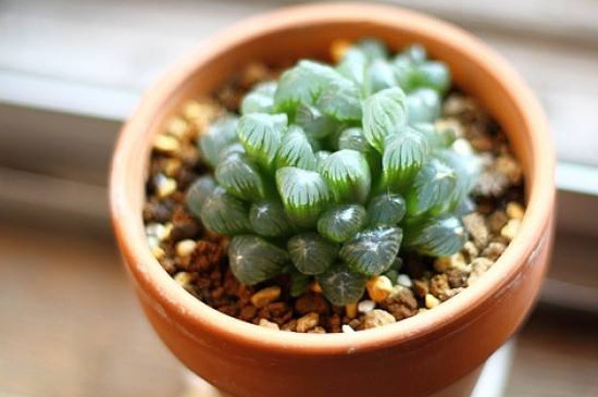 如何修复徒长的玉露