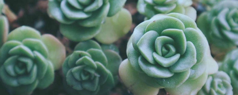 百合莉莉如何养肥