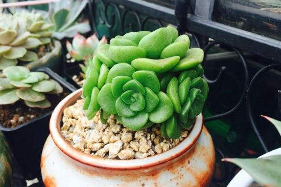 百合莉莉如何养肥