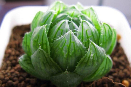 樱水晶如何养更胖