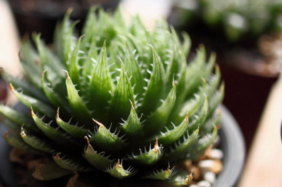 樱水晶如何养更胖